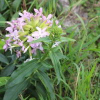 Verbena aristigera S.Moore